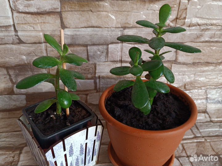 Крассула/Толстянка/Денежное дерево