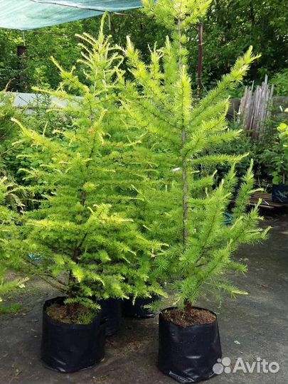 Лиственница из Питомника