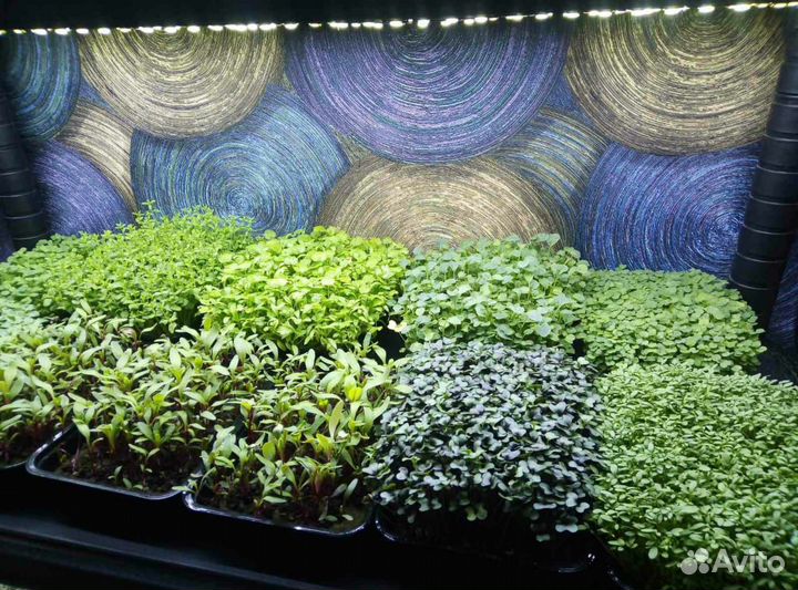 Микрозелень