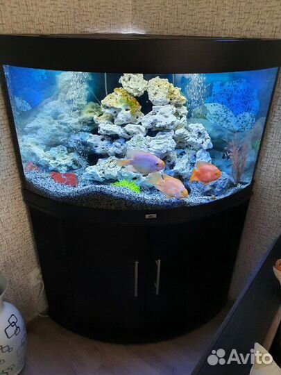 Аквариум угловой juwel trigon 190 л LED