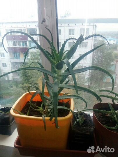 Алоэ лечебный