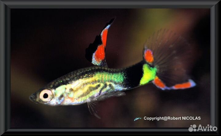 Гуппи эндлера блю. Редкие живородки