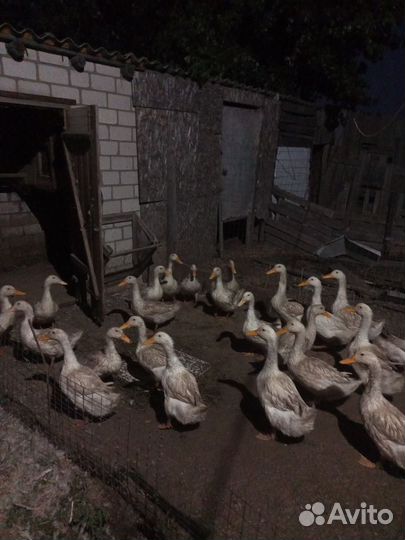 Утки живым весом