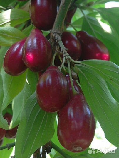 Кизил сорт Семён, Фундук (трапезунт), Виноград ст