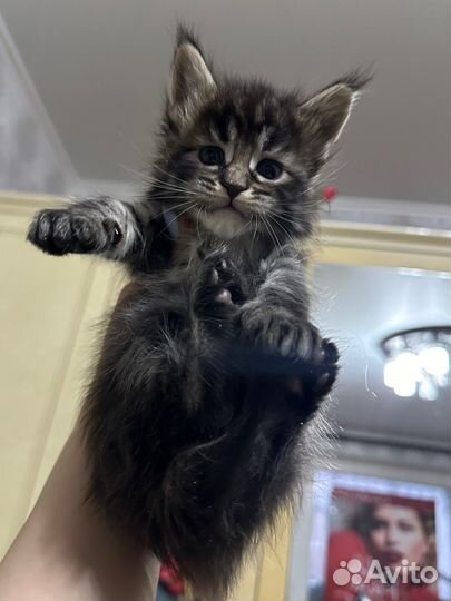 Котята Мейн Кун