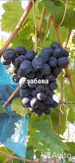 Саженцы винограда и гибридные формы