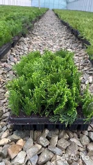 Туя из Питомника