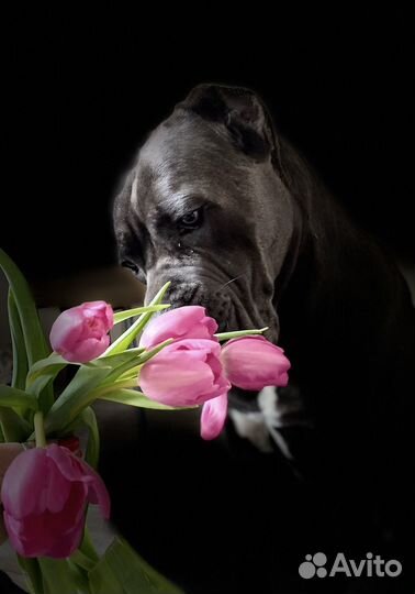 Собака для фотосессии