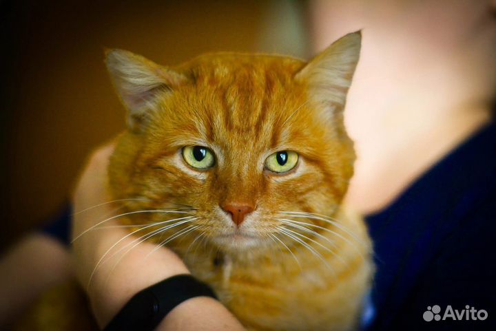 Молодой котик в добрые руки
