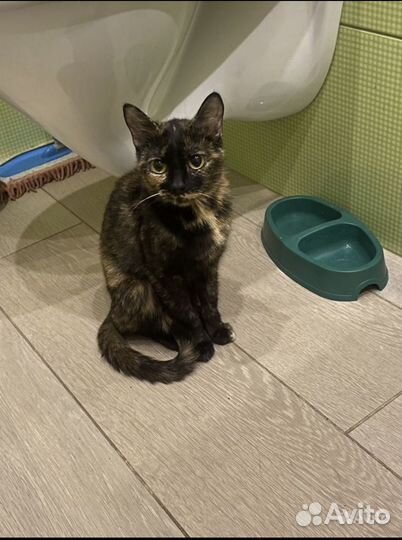 Кошка в добрые руки