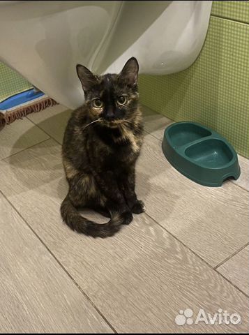 Кошка в добрые руки