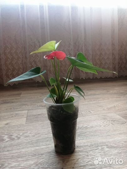 Антуриум красный
