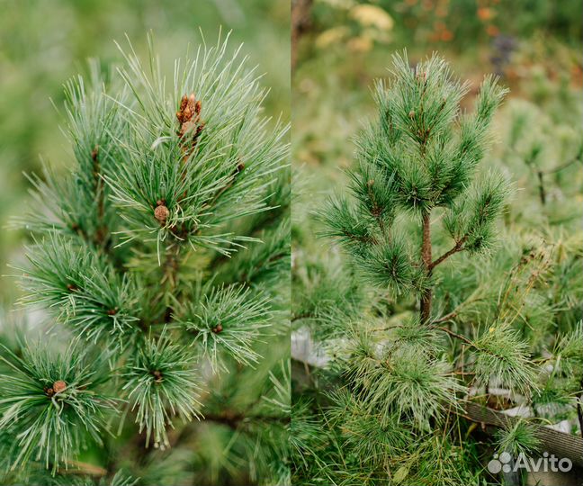Саженцы сибирского кедра
