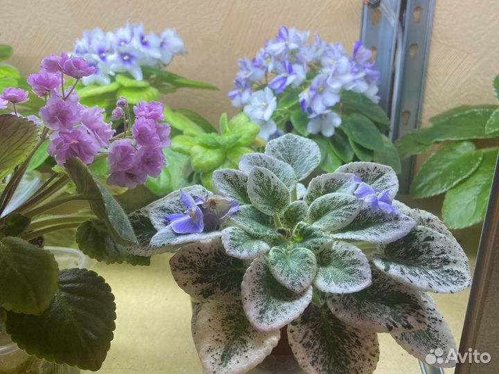 Фиалки мини, полу мини, стандарт