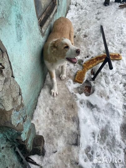 Алабай в хорошие руки