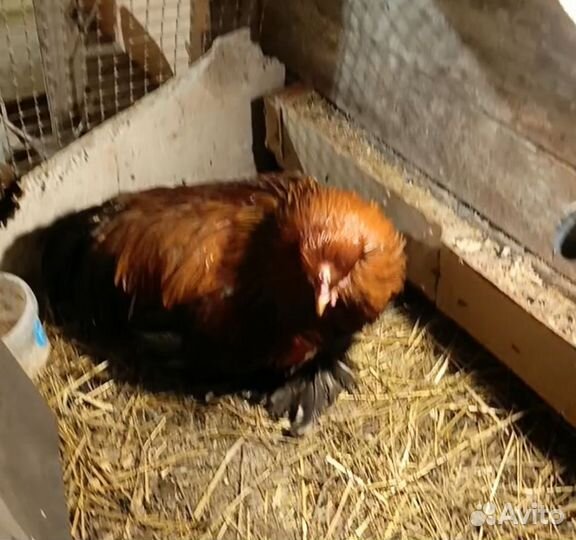 Коллаборации Кфх & Лпх