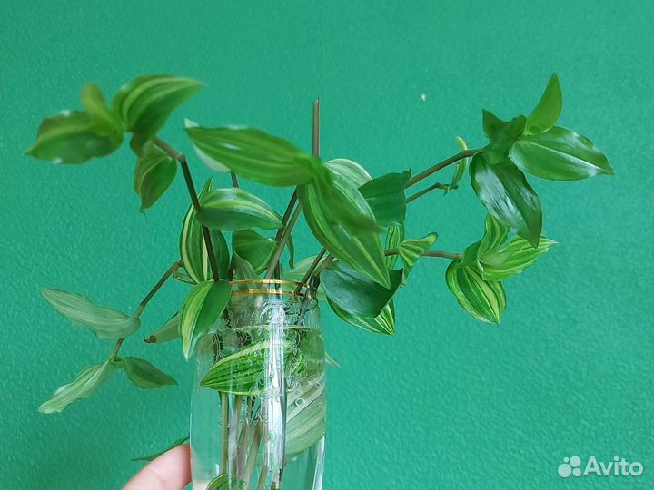 Черенки традесканции Yellow Hill