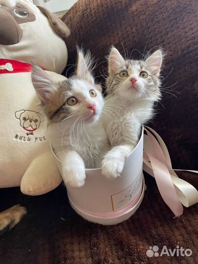 Домашнии котята