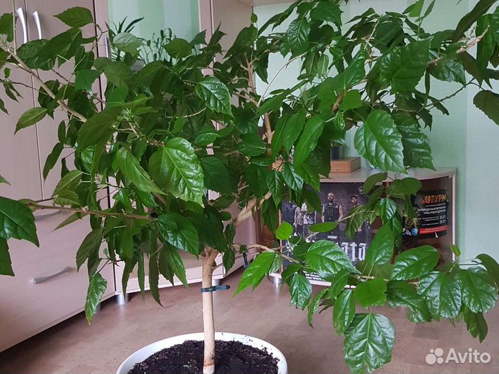 Гибискус, клеродендрум Томпсона, диффенбахия, трад