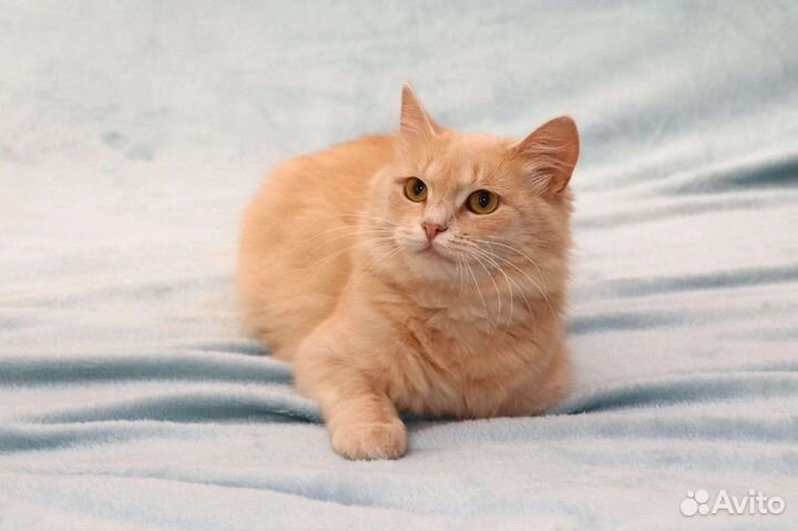 Котёнок, рыжая малышка Злата ищет семью