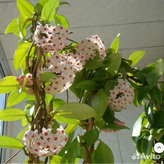 Хойя Карноза