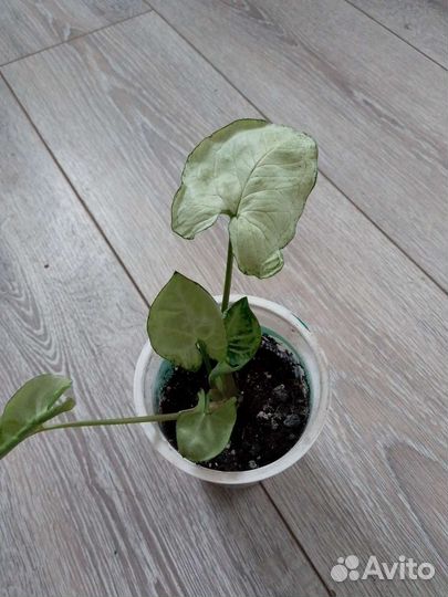 Сингониумы