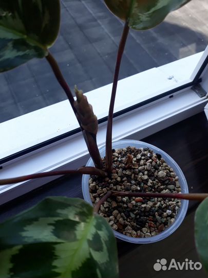 Келен Хеннеди-калатея