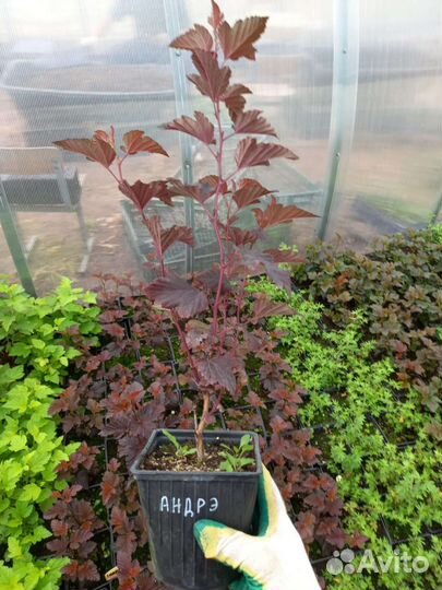 Пузыреплодник калинолистный