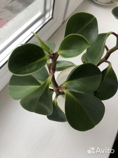 Черенки переромии