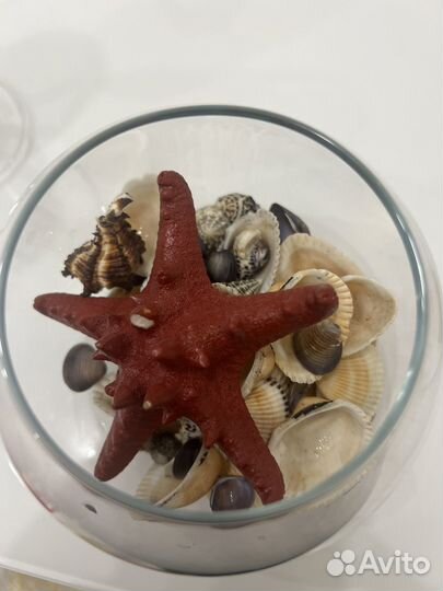 Аквариум С ракушками