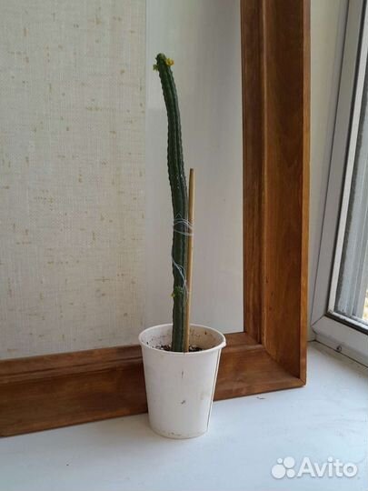 Кактус цветущий