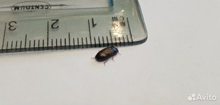 Жук знахарь