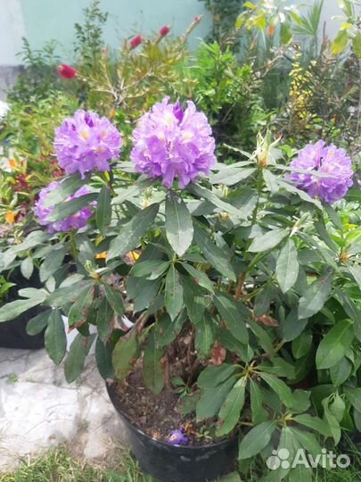 Азалия/Рододендроны