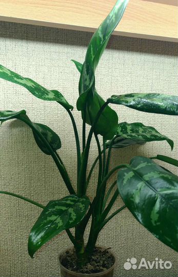 Аглаонема Мария