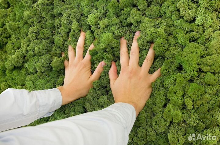 Мох стабилизированный розница и опт