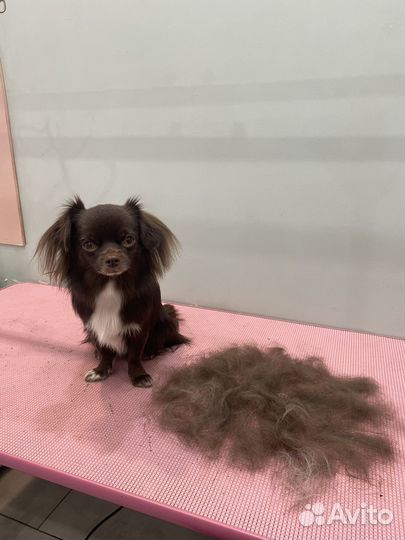 Грумер, стрижка собак и кошек