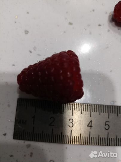 Ремонтантная малина Атлант