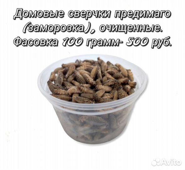 Сверчки