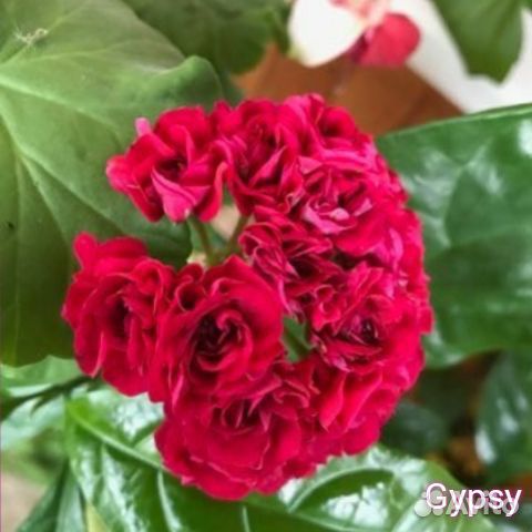 Пеларгония