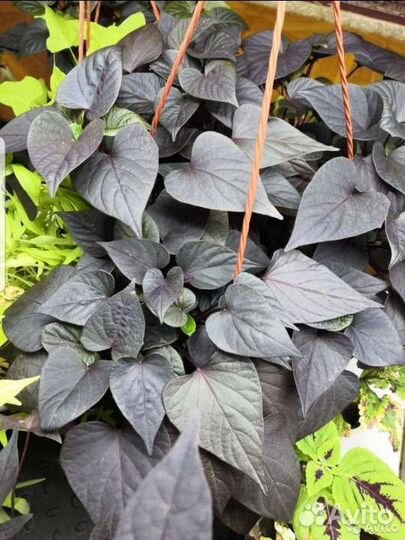 Комнатный цеты