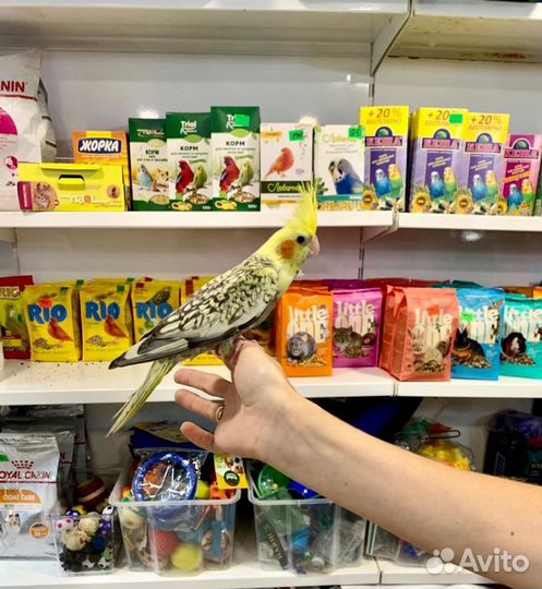 Попугай карелла