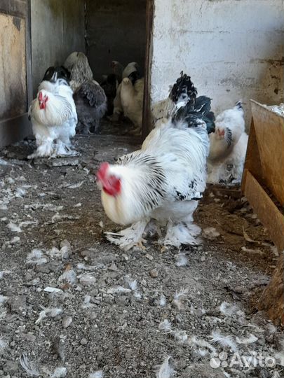 Петух Брама