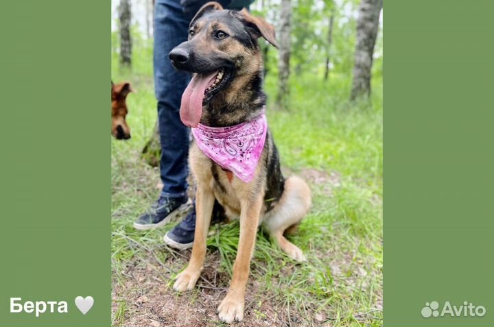 Берта живет в приюте