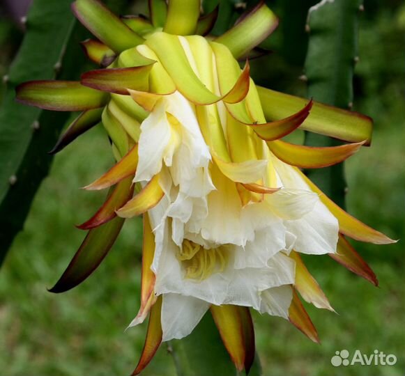 Лесные Кактусы Эпифиллумы