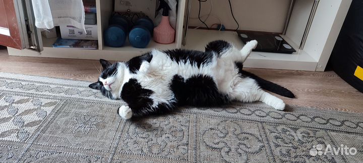 Взрослого кота в добрые руки