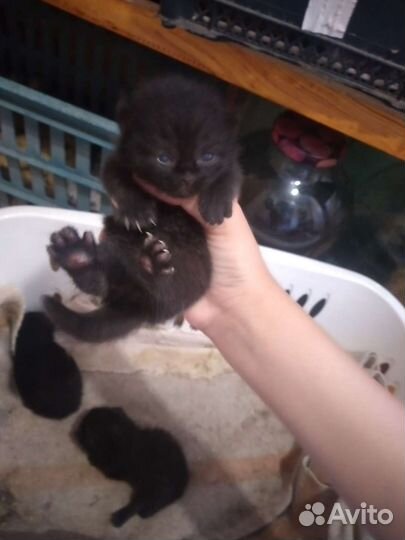 Британские котята