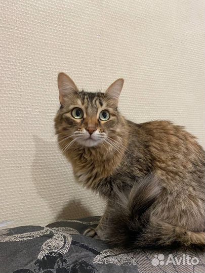 Кошка в добрые руки