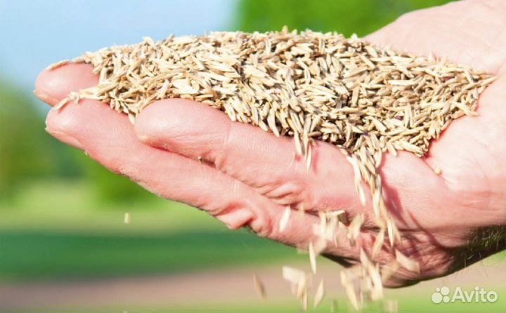 Семена однолетних и многолетних трав