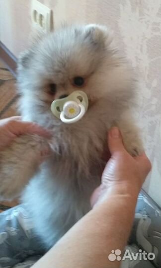 Немецкий шпиц померанский мини