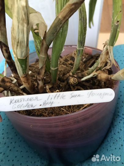 Орхидея каттлея